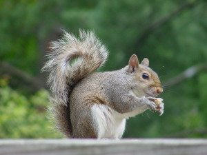 Career Transitions! Grass is Greener! SQUIRREL!