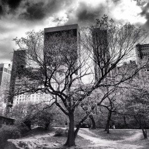 Central Park Tree