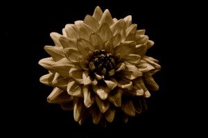 Flower Isolation