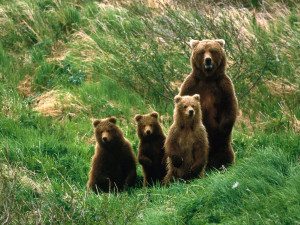 bears