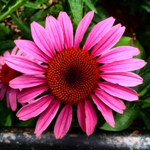 Central Park Flower