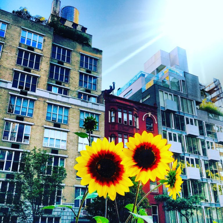 City Sunflowers