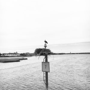 Ospery Nest