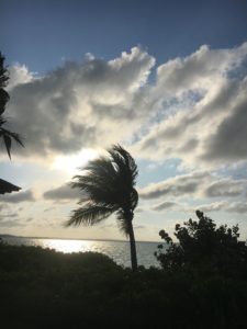 Palm Tree