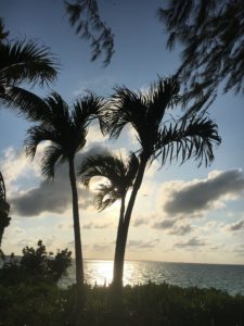 Palm Trees