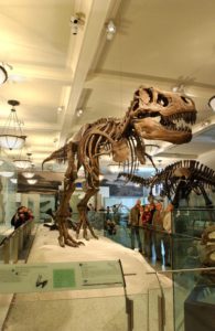 American Museum of Natural History