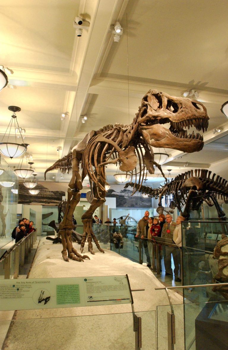American Museum of Natural History
