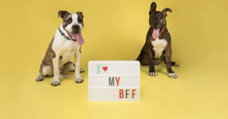 Human's Best Friend
