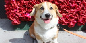 Bootsy The Corgi